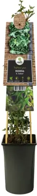 Hedera helix 'Ivalace' (Klimop) klimplant - afbeelding 2