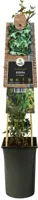 Hedera helix 'Ivalace' (Klimop) klimplant - afbeelding 2