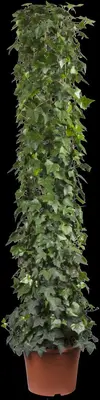 Hedera helix (Klimop) klimplant - afbeelding 57