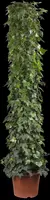 Hedera helix (Klimop) klimplant - afbeelding 57