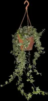 Hedera helix (Klimop) klimplant - afbeelding 79