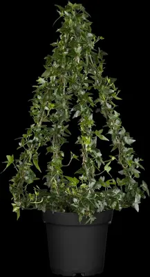 Hedera helix (Klimop) klimplant - afbeelding 47