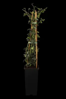 Hedera helix (Klimop) klimplant - afbeelding 11