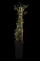 Hedera helix (Klimop) klimplant - afbeelding 11