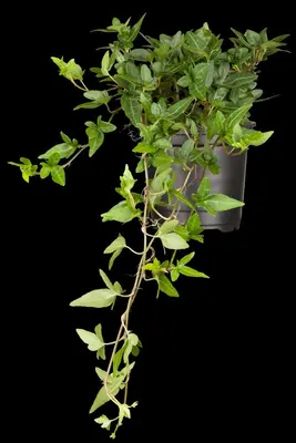 Hedera helix (Klimop) klimplant - afbeelding 25