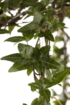 Hedera helix (Klimop) klimplant - afbeelding 31