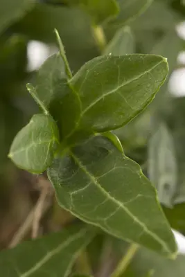 Hedera helix (Klimop) klimplant - afbeelding 35