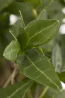 Hedera helix (Klimop) klimplant - afbeelding 35