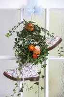 Hedera helix (Klimop) klimplant - afbeelding 38