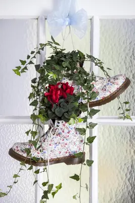 Hedera helix (Klimop) klimplant - afbeelding 41