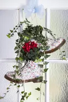Hedera helix (Klimop) klimplant - afbeelding 41
