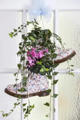 Hedera helix (Klimop) klimplant - afbeelding 42