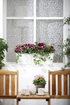 Hedera helix (Klimop) klimplant - afbeelding 49