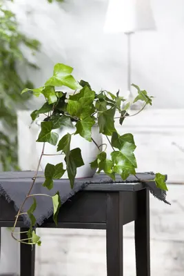 Hedera helix (Klimop) klimplant - afbeelding 56