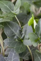Hedera helix (Klimop) klimplant - afbeelding 61