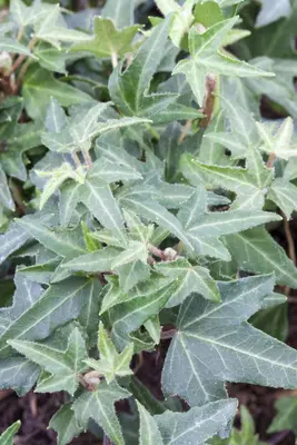 Hedera helix (Klimop) klimplant - afbeelding 70