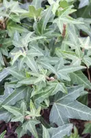 Hedera helix (Klimop) klimplant - afbeelding 70