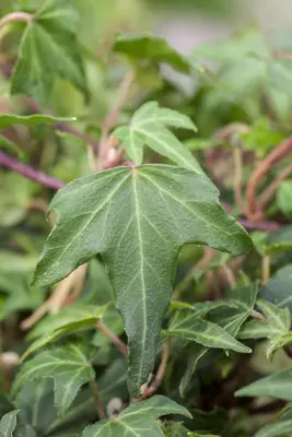 Hedera helix (Klimop) klimplant - afbeelding 71
