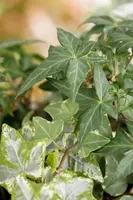 Hedera helix (Klimop) klimplant - afbeelding 76