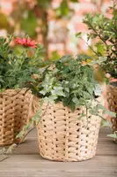 Hedera helix (Klimop) klimplant - afbeelding 77