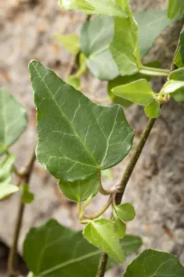 Hedera helix (Klimop) klimplant - afbeelding 83