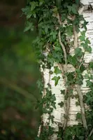Hedera helix (Klimop) klimplant - afbeelding 88