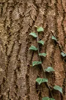 Hedera helix (Klimop) klimplant - afbeelding 93