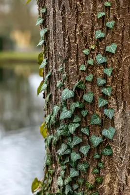 Hedera helix (Klimop) klimplant - afbeelding 96