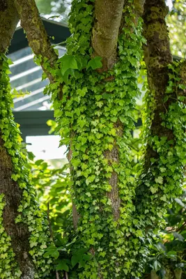 Hedera helix (Klimop) klimplant - afbeelding 107