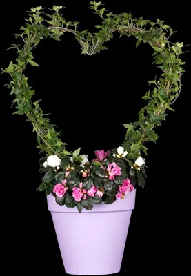 Hedera helix (Klimop) klimplant - afbeelding 17