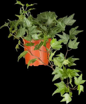 Hedera helix (Klimop) klimplant - afbeelding 24