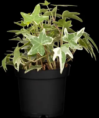 Hedera helix (Klimop) klimplant - afbeelding 23
