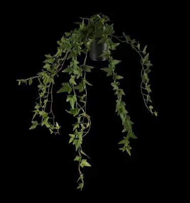Hedera helix (Klimop) klimplant - afbeelding 12