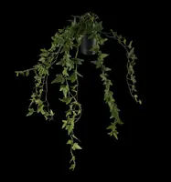 Hedera helix (Klimop) klimplant - afbeelding 12