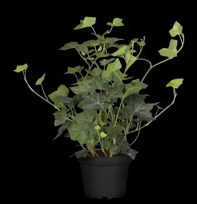 Hedera helix (Klimop) klimplant - afbeelding 84