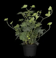 Hedera helix (Klimop) klimplant - afbeelding 84