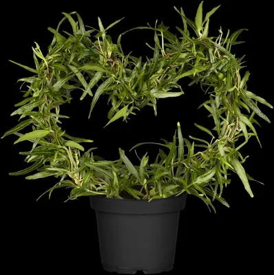 Hedera helix (Klimop) klimplant - afbeelding 26
