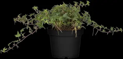 Hedera helix (Klimop) klimplant - afbeelding 63