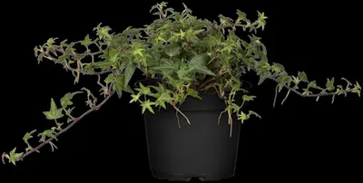 Hedera helix (Klimop) klimplant - afbeelding 64