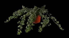 Hedera helix (Klimop) klimplant - afbeelding 13
