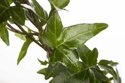 Hedera helix (Klimop) klimplant - afbeelding 29