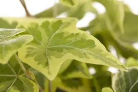 Hedera helix (Klimop) klimplant - afbeelding 32