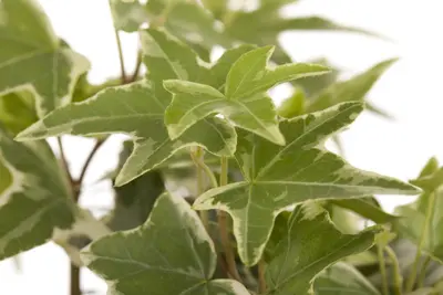 Hedera helix (Klimop) klimplant - afbeelding 33