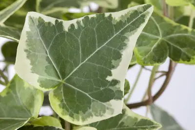 Hedera helix (Klimop) klimplant - afbeelding 44