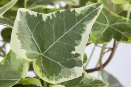 Hedera helix (Klimop) klimplant - afbeelding 44