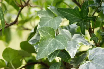 Hedera helix (Klimop) klimplant - afbeelding 68