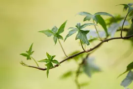 Hedera helix (Klimop) klimplant - afbeelding 69