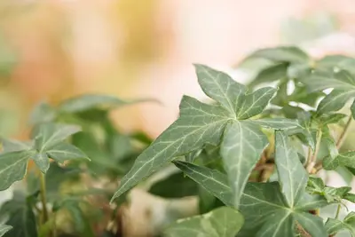 Hedera helix (Klimop) klimplant - afbeelding 75