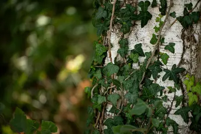 Hedera helix (Klimop) klimplant - afbeelding 86