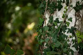 Hedera helix (Klimop) klimplant - afbeelding 86